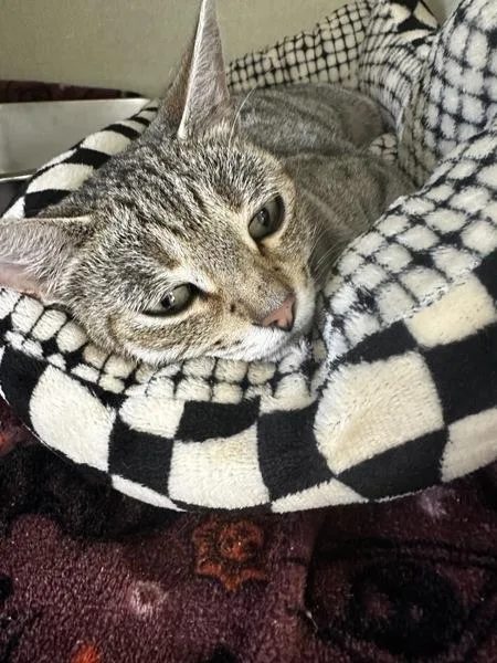 An adult medium-sized female Domestic Short Hair cat named Roxie for adoption in Vallejo, CA