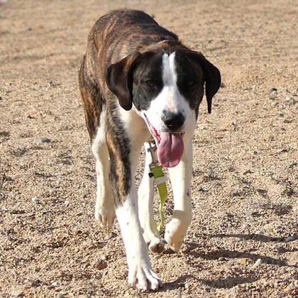 An adult large-sized female Pit Bull Terrier dog named Leeloo for adoption in Phoenix, AZ