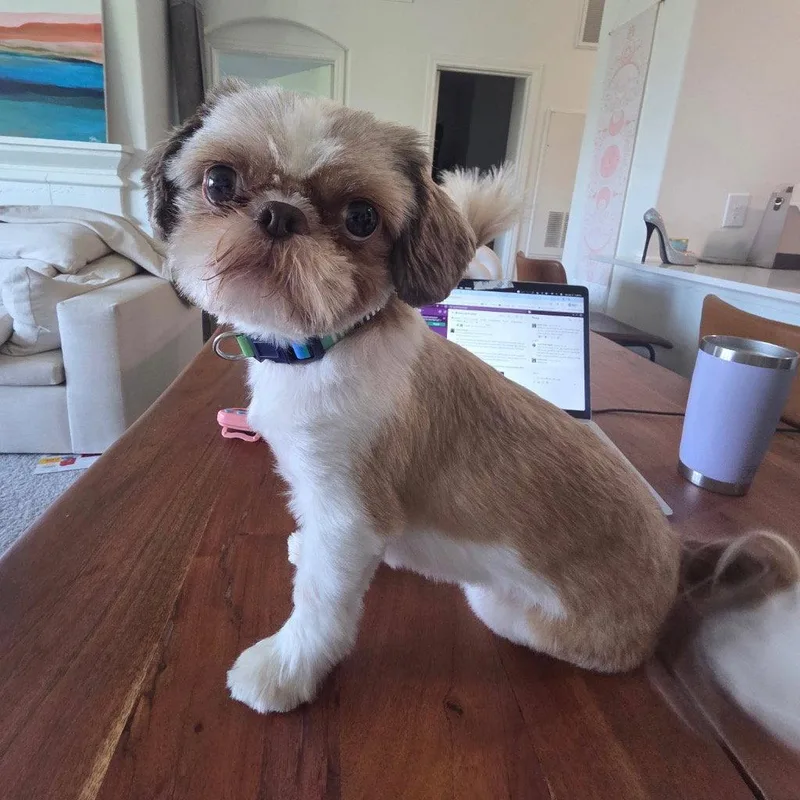 An adult small-sized male Shih Tzu dog named Nicko for adoption in Bloomfield, CT