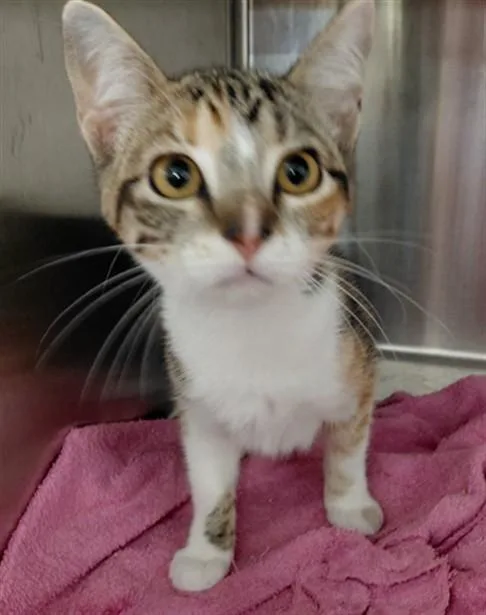 A baby medium-sized female Domestic Short Hair cat named Lilly for adoption in Houston, TX