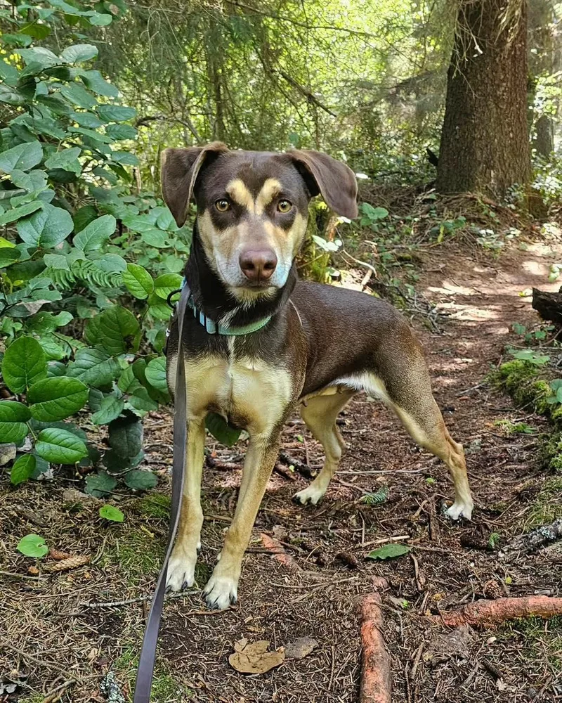 An adult medium-sized female Brown / Chocolate Doberman Pinscher dog named Bella for adoption in Crescent city, CA