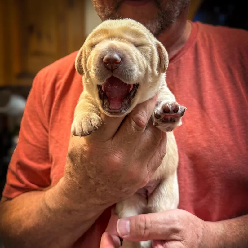 A baby medium-sized female Yellow / Tan / Blond / Fawn Labrador Retriever dog named Baby Girl for adoption in Huntsville, AL