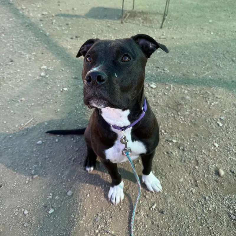 Comet Chaser thumbnail 2