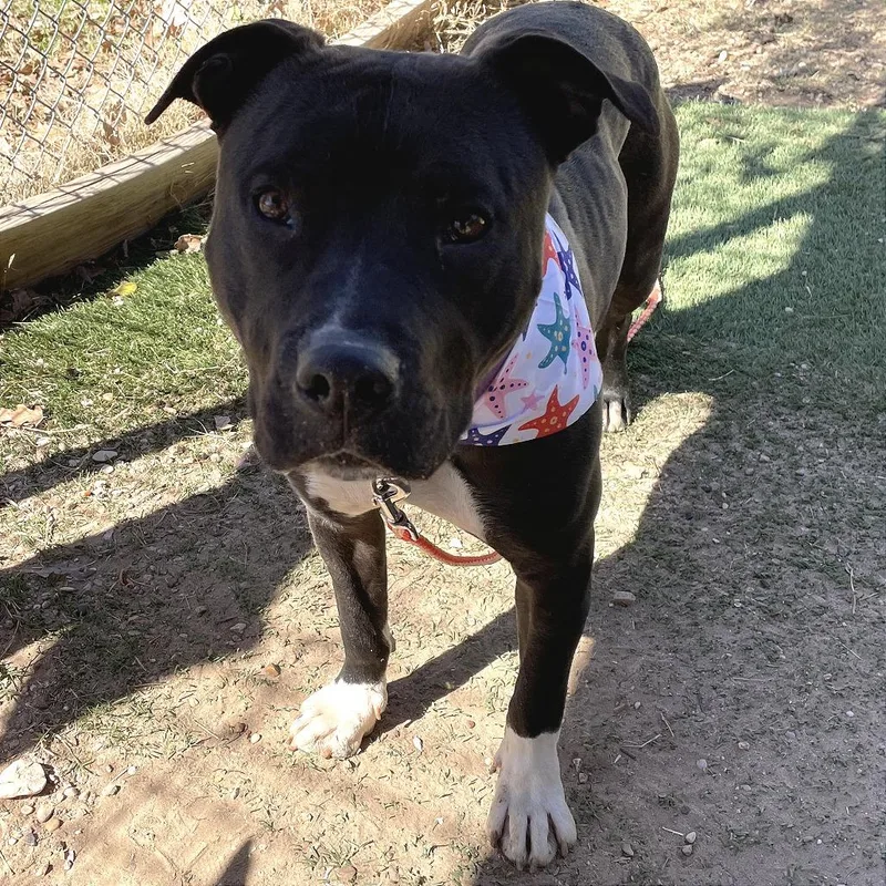 Comet Chaser thumbnail 3