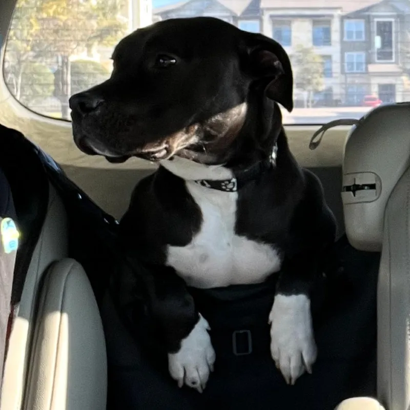 Comet Chaser thumbnail 4