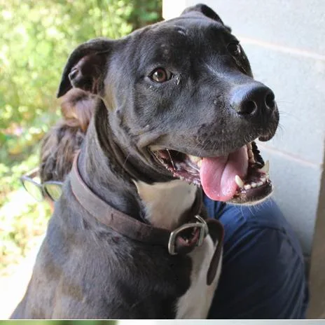 Comet Chaser thumbnail 5