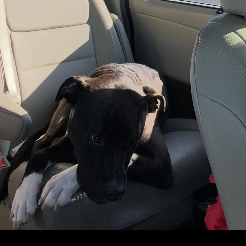 Comet Chaser thumbnail 6