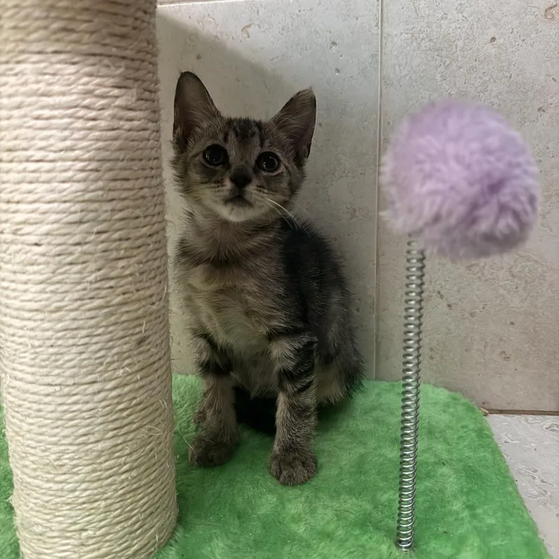 A baby small-sized female Russian Blue cat named Misses Pepper & Poppy for adoption in Boca Raton, FL