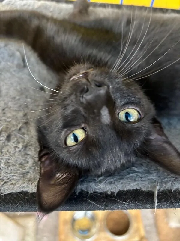 A young medium-sized female Black Domestic Short Hair cat named Hyphen for adoption in Grand Rapids, MI