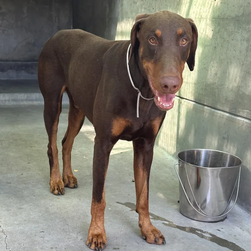 An adult large-sized male Brown / Chocolate Doberman Pinscher dog named Phoenix for adoption in Pasadena, CA