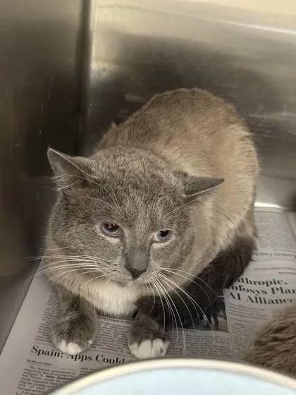 An adult large-sized male Siamese cat named TweedleDee for adoption in North Richland Hills, TX