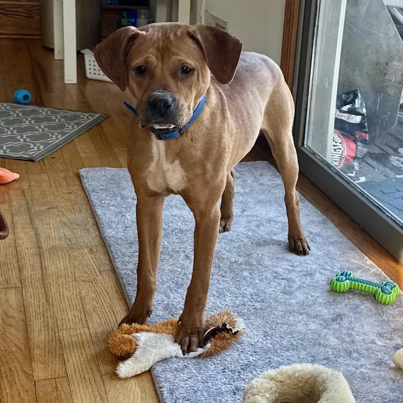 Little Man thumbnail 4