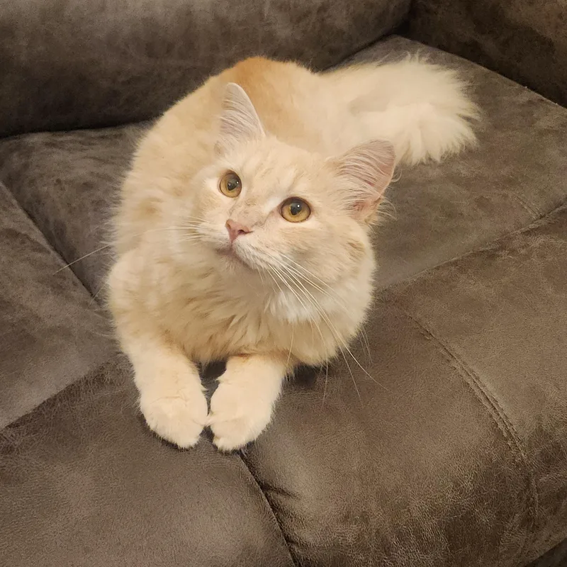 A young medium-sized male Buff / Tan / Fawn Domestic Long Hair cat named Buff for adoption in Greensboro, NC