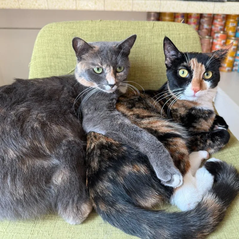 An adult small-sized female Calico Domestic Short Hair cat named Cali for adoption in Tustin, CA