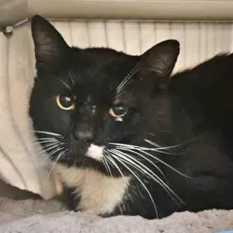 An adult small-sized male Domestic Short Hair cat named Mr. Jones for adoption in Burlington, WA