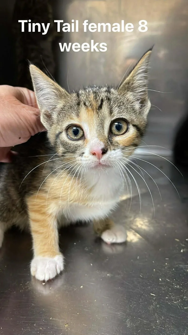 A baby medium-sized female Buff / Tan / Fawn Domestic Short Hair cat named Tiny Tail for adoption in Fort Payne, AL
