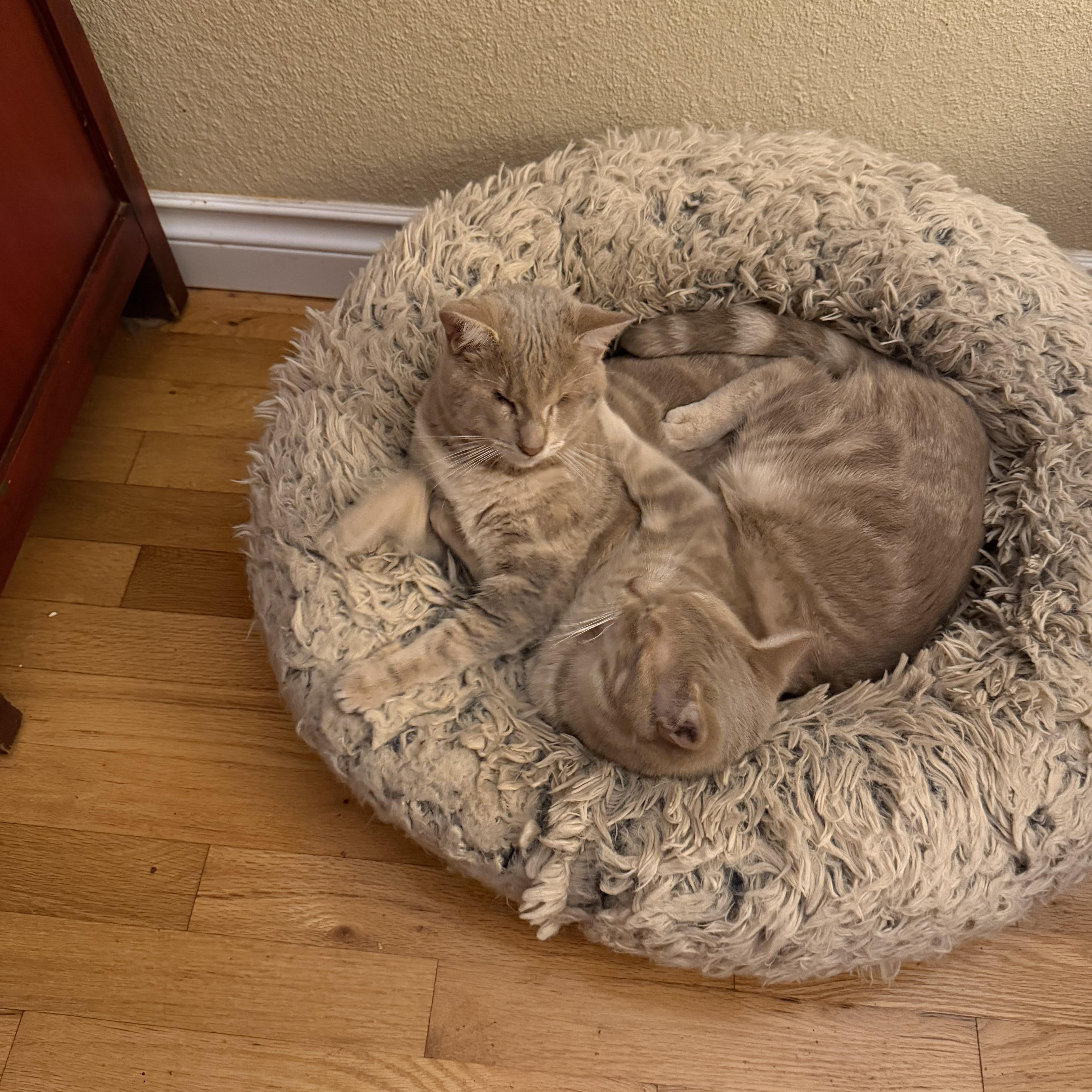 A young medium-sized female Tabby (Buff / Tan / Fawn) Tabby cat named Helen for adoption in Woodinville, WA