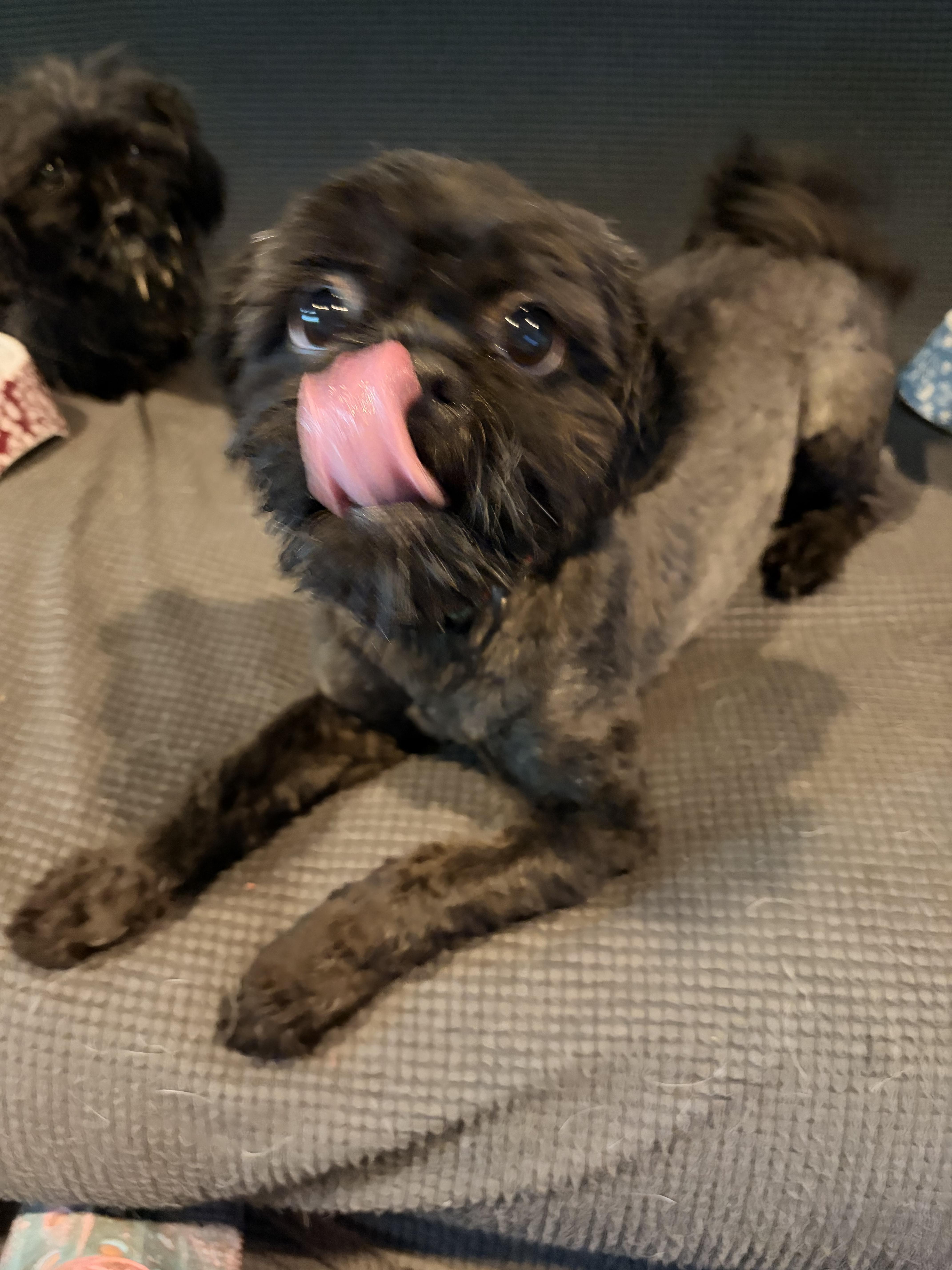 A young small-sized male Shih Tzu dog named Gizmo for adoption in Byron, IL