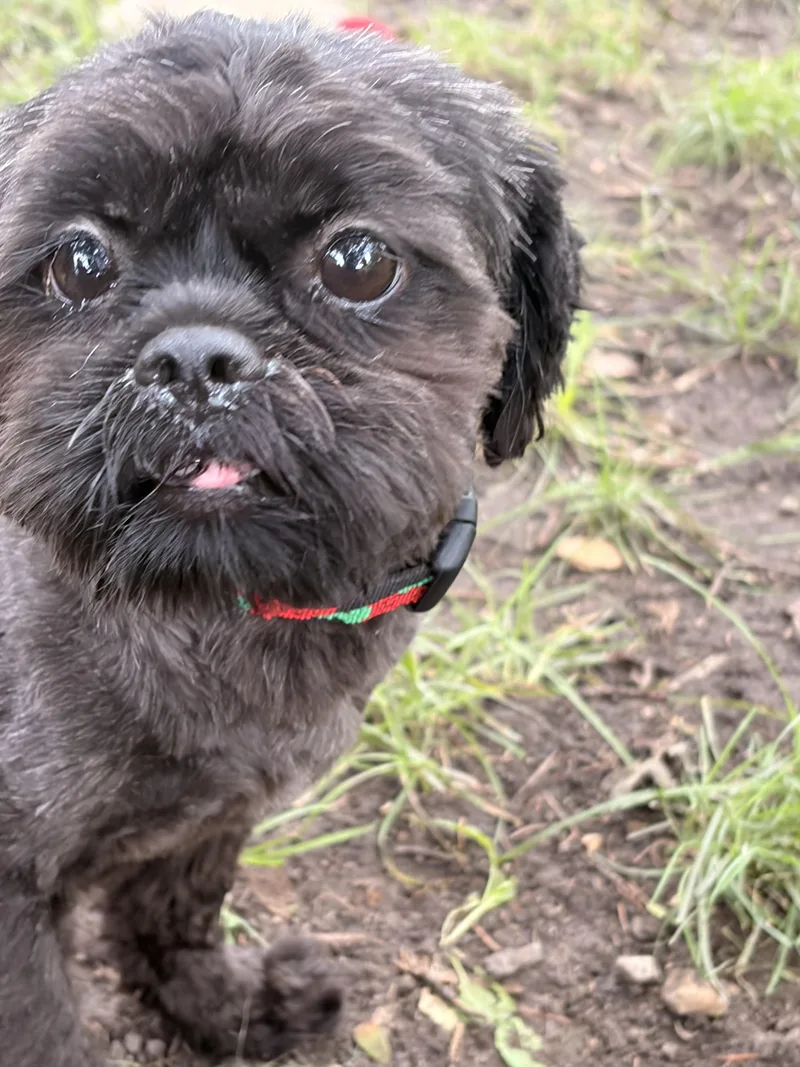 Gizmo thumbnail 4