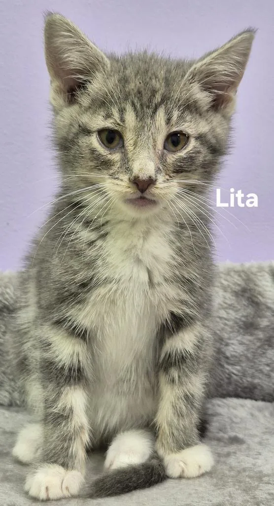 A young medium-sized female Domestic Short Hair cat named Lita for adoption in Kendallville, IN