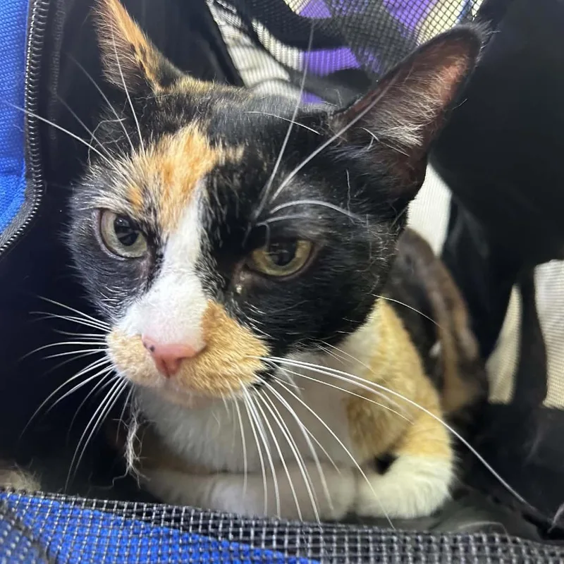 A senior large-sized female White Domestic Short Hair cat named Camilla for adoption in Tyler, TX