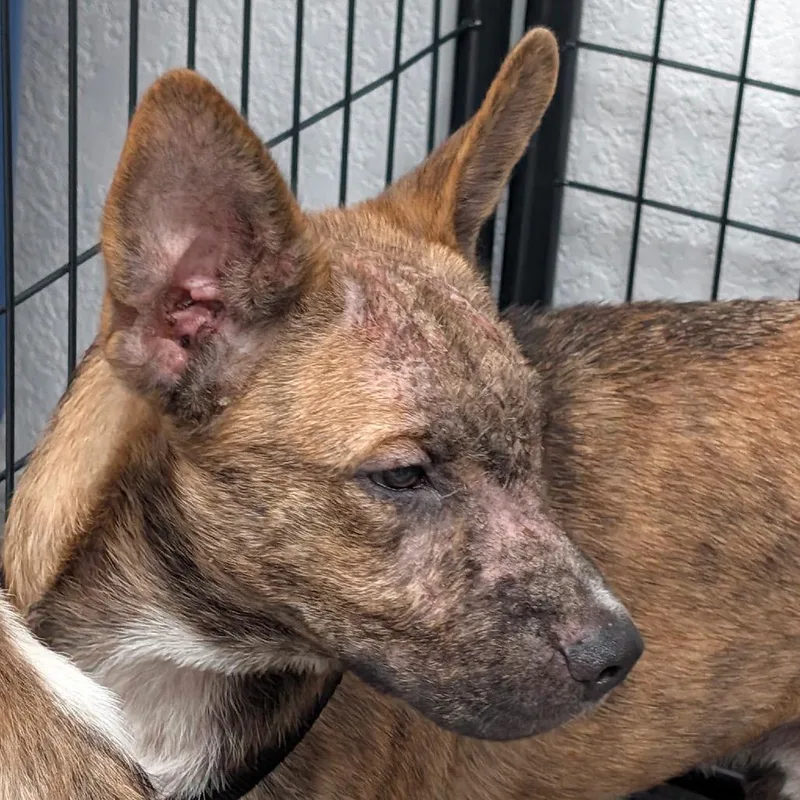 A young medium-sized male Brown / Chocolate Husky dog named Claude for adoption in Lakeland, FL