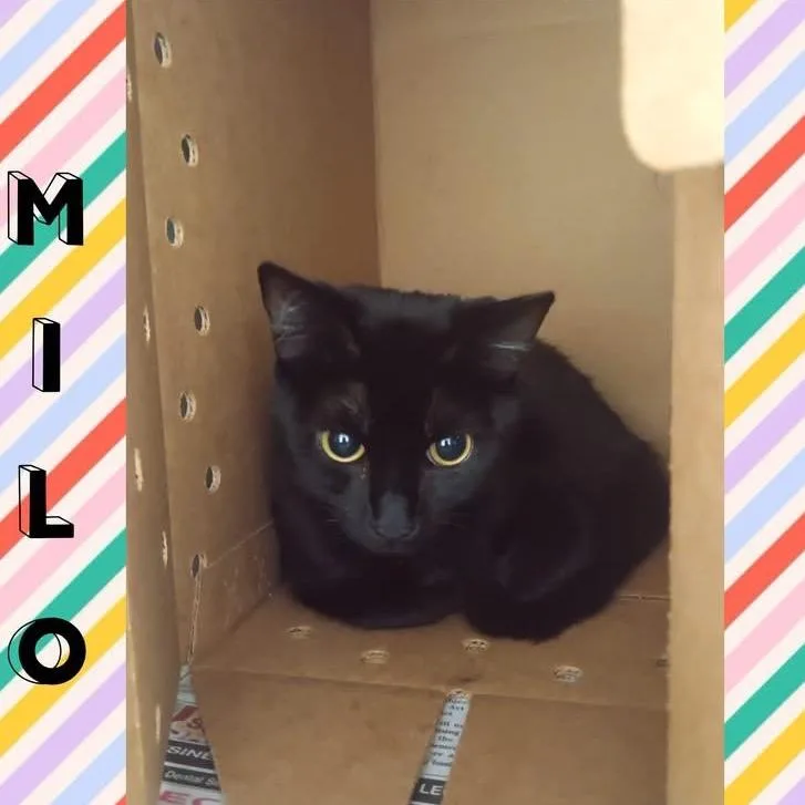 Mila thumbnail 2