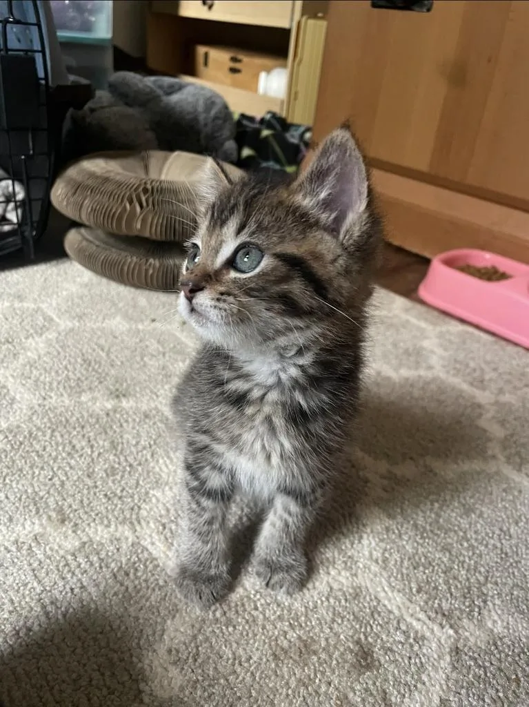 A baby medium-sized male Domestic Short Hair cat named Bennie for adoption in Athens, OH