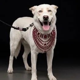 An adult medium-sized female Siberian Husky dog named Beauty for adoption in Oak Bluffs, MA