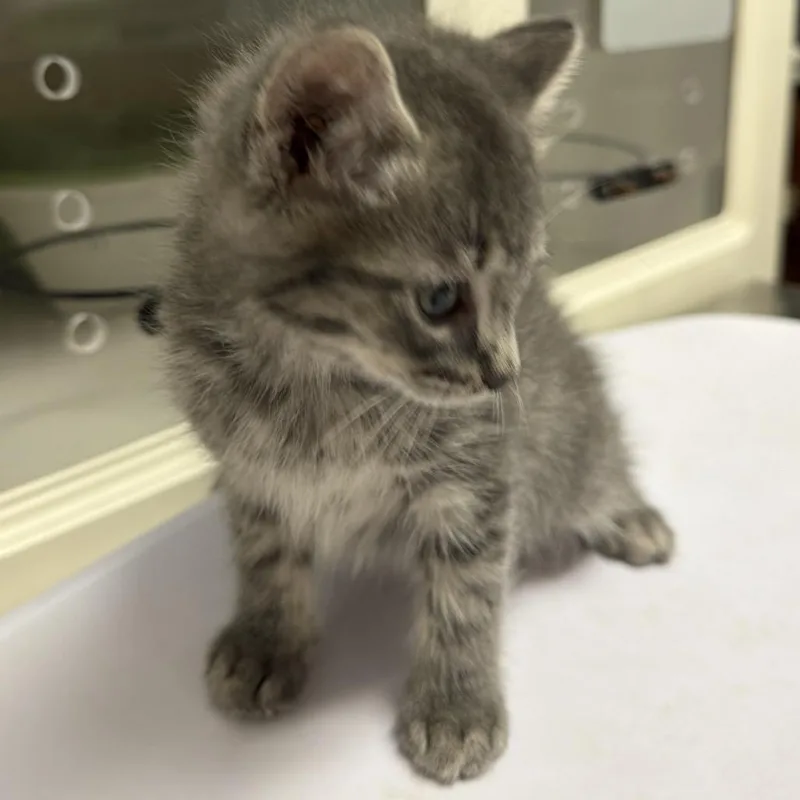 A baby small-sized male Gray / Blue / Silver Domestic Long Hair cat named Bilbo for adoption in Floresville, TX