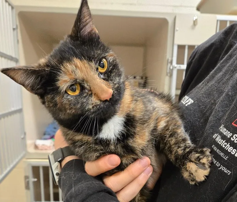 A young medium-sized female Tortoiseshell Tortoiseshell cat named Sachet for adoption in New Rochelle, NY