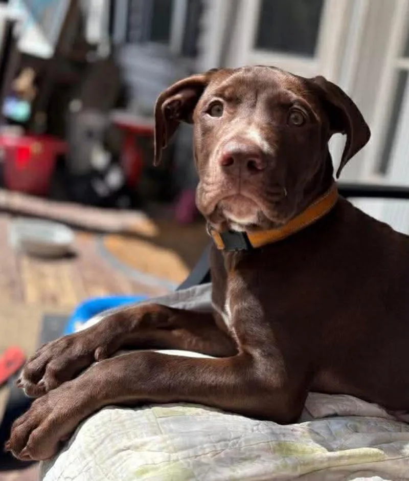 A baby medium-sized male Brown / Chocolate American Staffordshire Terrier dog named Mickey for adoption in Salem, NH