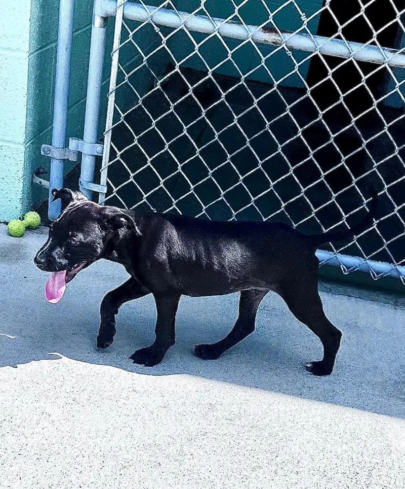 A baby medium-sized male Mixed Breed dog named Trinity for adoption in Blountville, TN