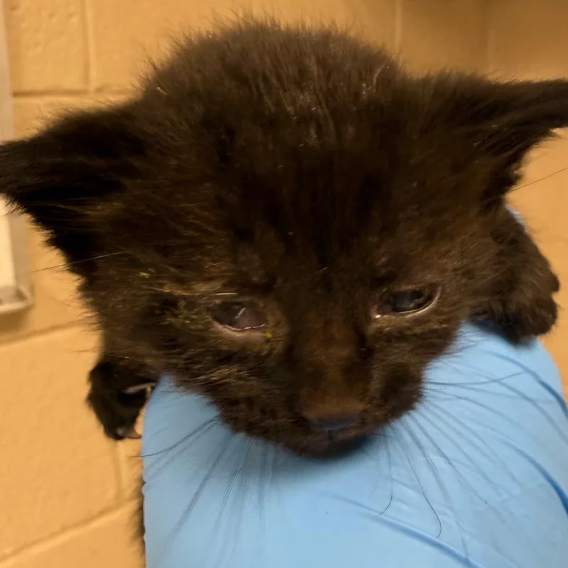 A baby small-sized male Black Domestic Short Hair cat named Doritos Loco Taco for adoption in Troy, VA