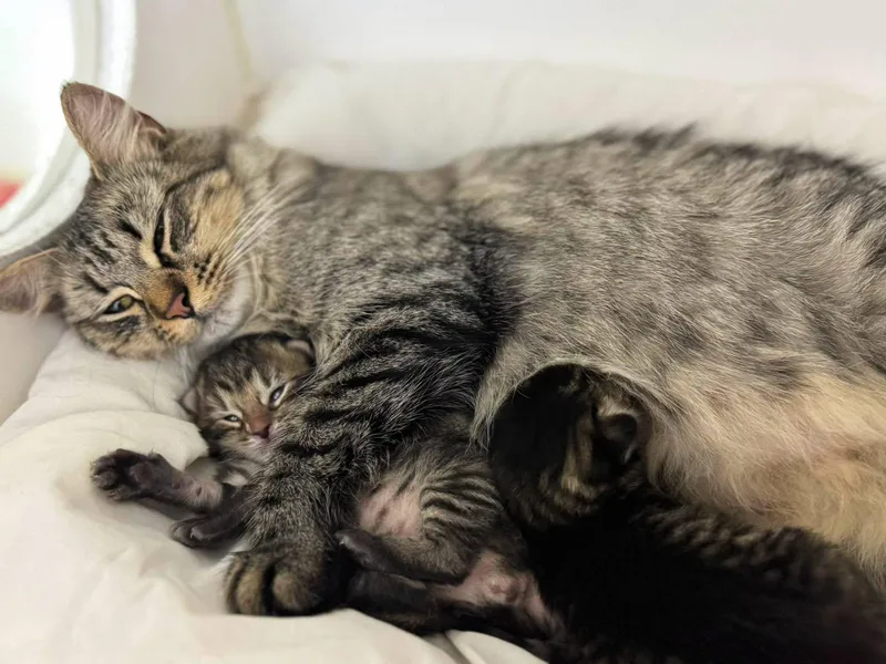 An adult medium-sized female Domestic Medium Hair cat named Scampi for adoption in Bloomfield, NJ