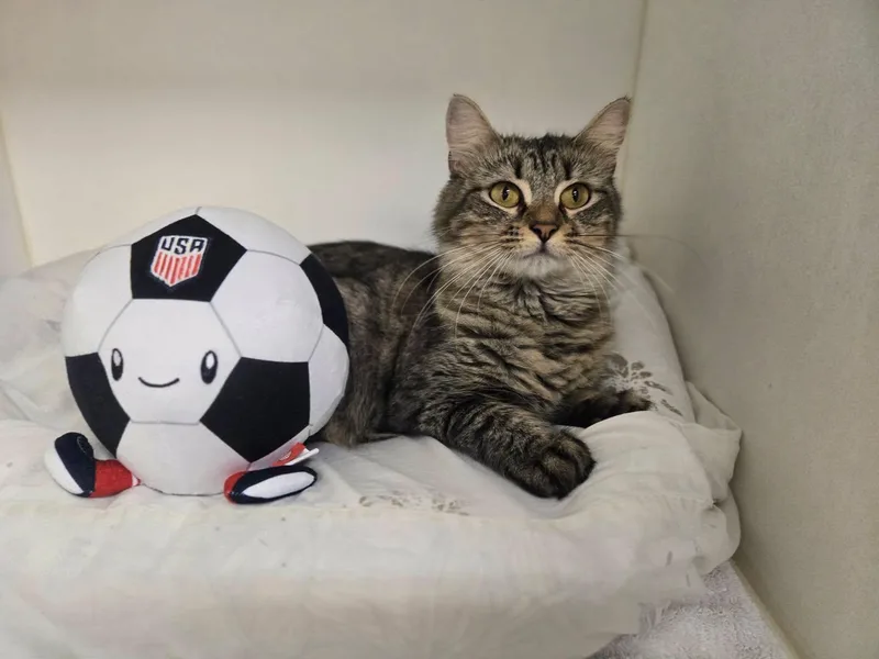 Scampi thumbnail 2