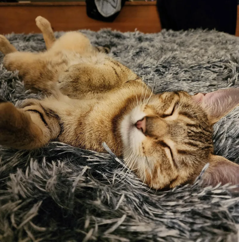 Kira