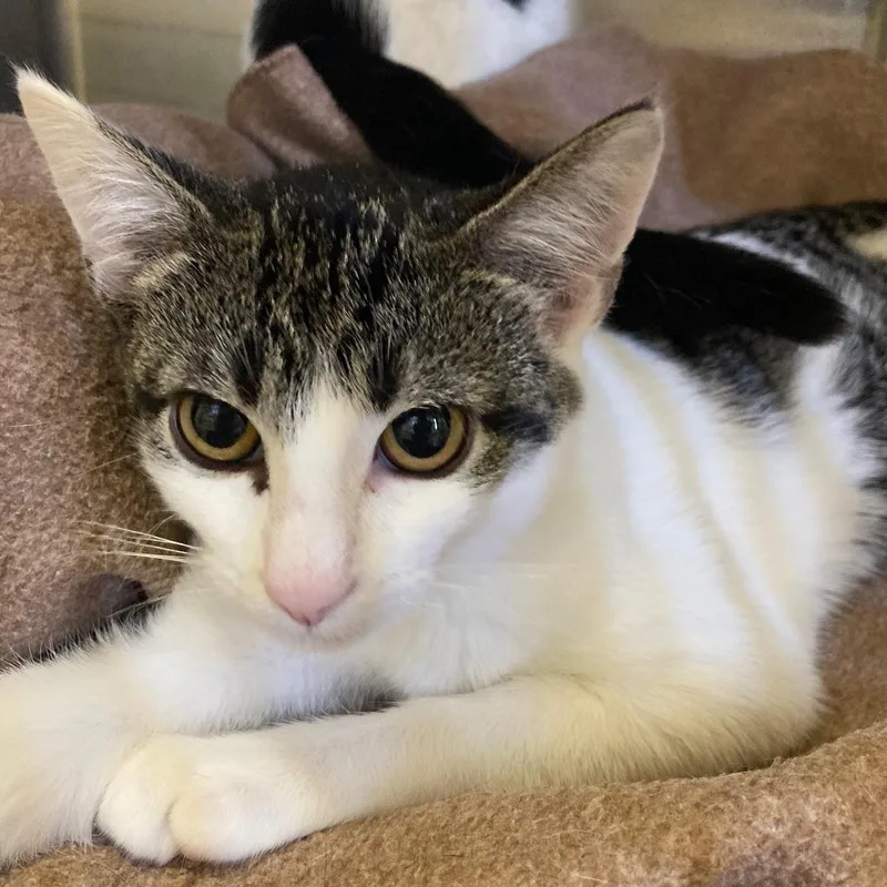 A baby medium-sized female Tabby (Brown / Chocolate) Domestic Short Hair cat named Jazz for adoption in Kankakee, IL