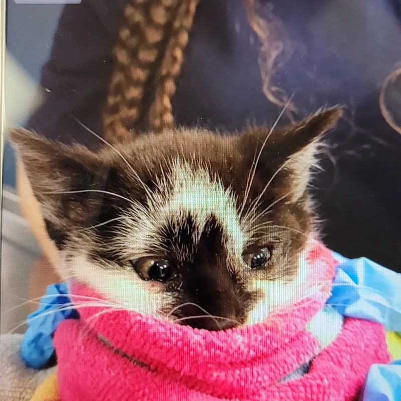 A baby small-sized female Black Domestic Short Hair cat named Foxy Loxy for adoption in Newark, NJ