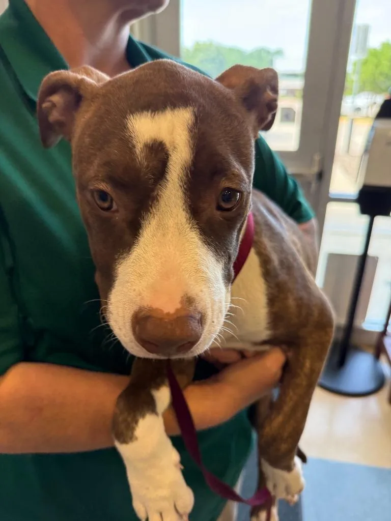 A baby large-sized female Pit Bull Terrier dog named Seven for adoption in Little Elm, TX