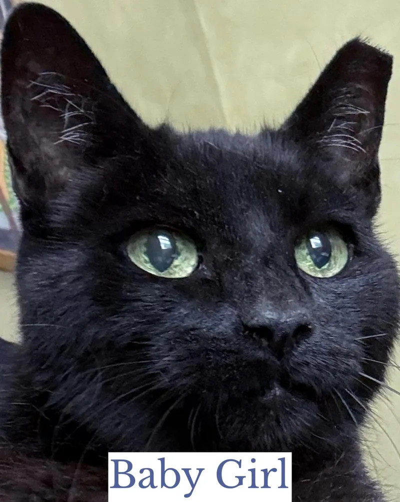 A senior medium-sized female Black Domestic Short Hair cat named Baby Girl for adoption in Berkeley Springs, WV