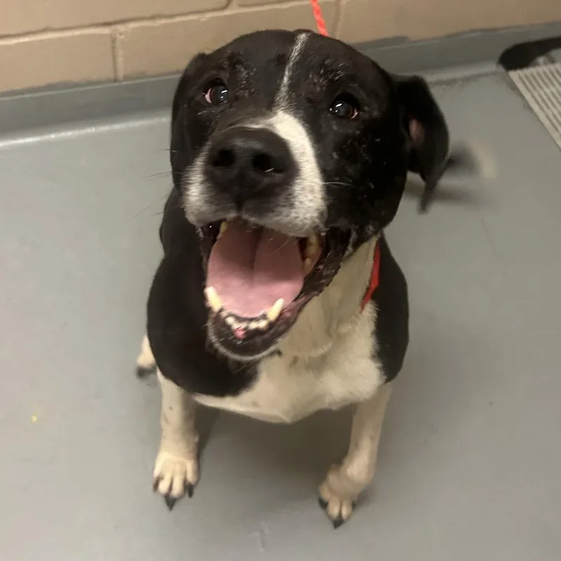 A senior large-sized male Black Pit Bull Terrier dog named Amos for adoption in Tacoma, WA