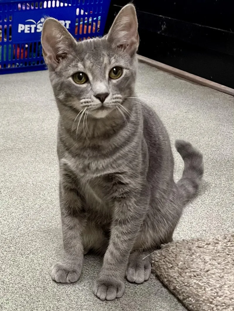 A young medium-sized female Tabby (Gray / Blue / Silver) Tabby cat named Cheyenne for adoption in Lawrenceville, GA