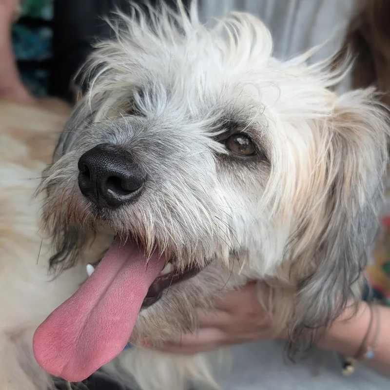 A young small-sized male White / Cream Terrier dog named Finley C for adoption in Oklahoma City, OK