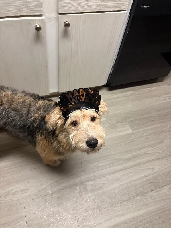A young large-sized female Brown / Chocolate Wheaten Terrier dog named Whisky for adoption in Fruit Heights, UT