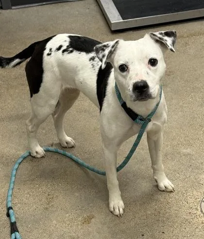 A baby medium-sized female White / Cream Smooth Collie dog named Gwen for adoption in Cleveland, OH