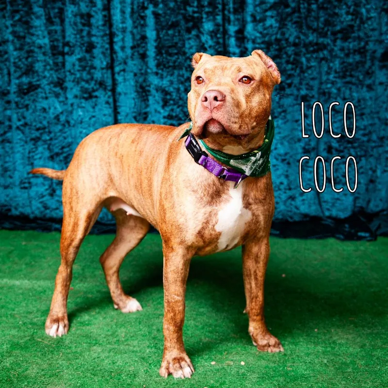 Coco Loco thumbnail 4