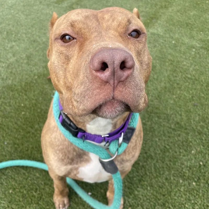 Coco Loco thumbnail 5