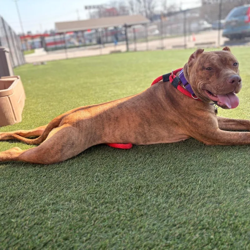 Coco Loco thumbnail 6