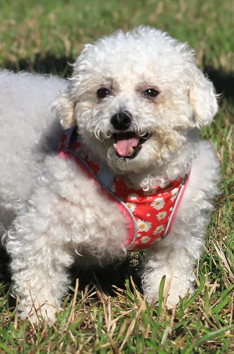 A senior small-sized female Bichon Frise dog named Fanny for adoption in North Fort Myers, FL